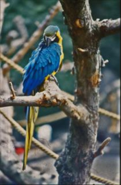 Parakeet blue Pet and yellow parakeet about Bird Rose-ringed Parakeet